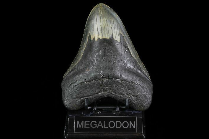 Large, Fossil Megalodon Tooth - Visible Serrations #75544